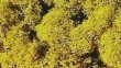 HEKI 3215 LICHEN YELLOW