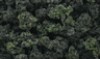 WOODLAND SCENICS FC149 BUSHES-Forest blend